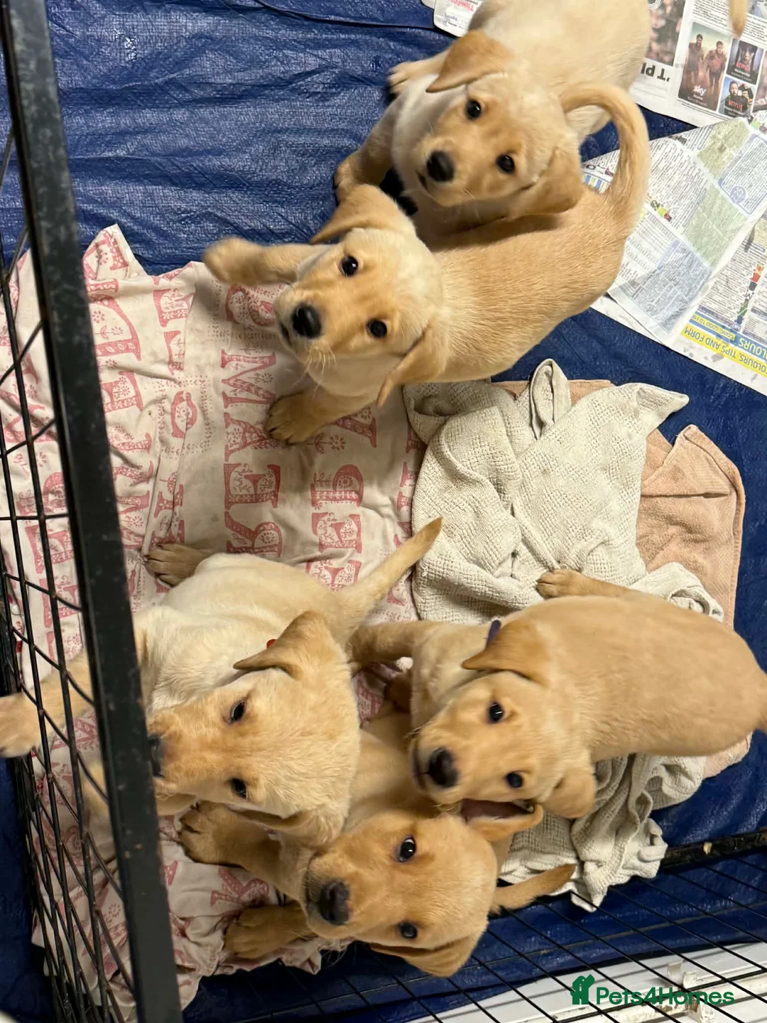 Labrador Retriever dogs for sale: Pure bred labrador puppies - Advert 10