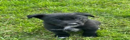 Borador dogs for sale: 8 Labrador pups ready for new home. - Advert 3