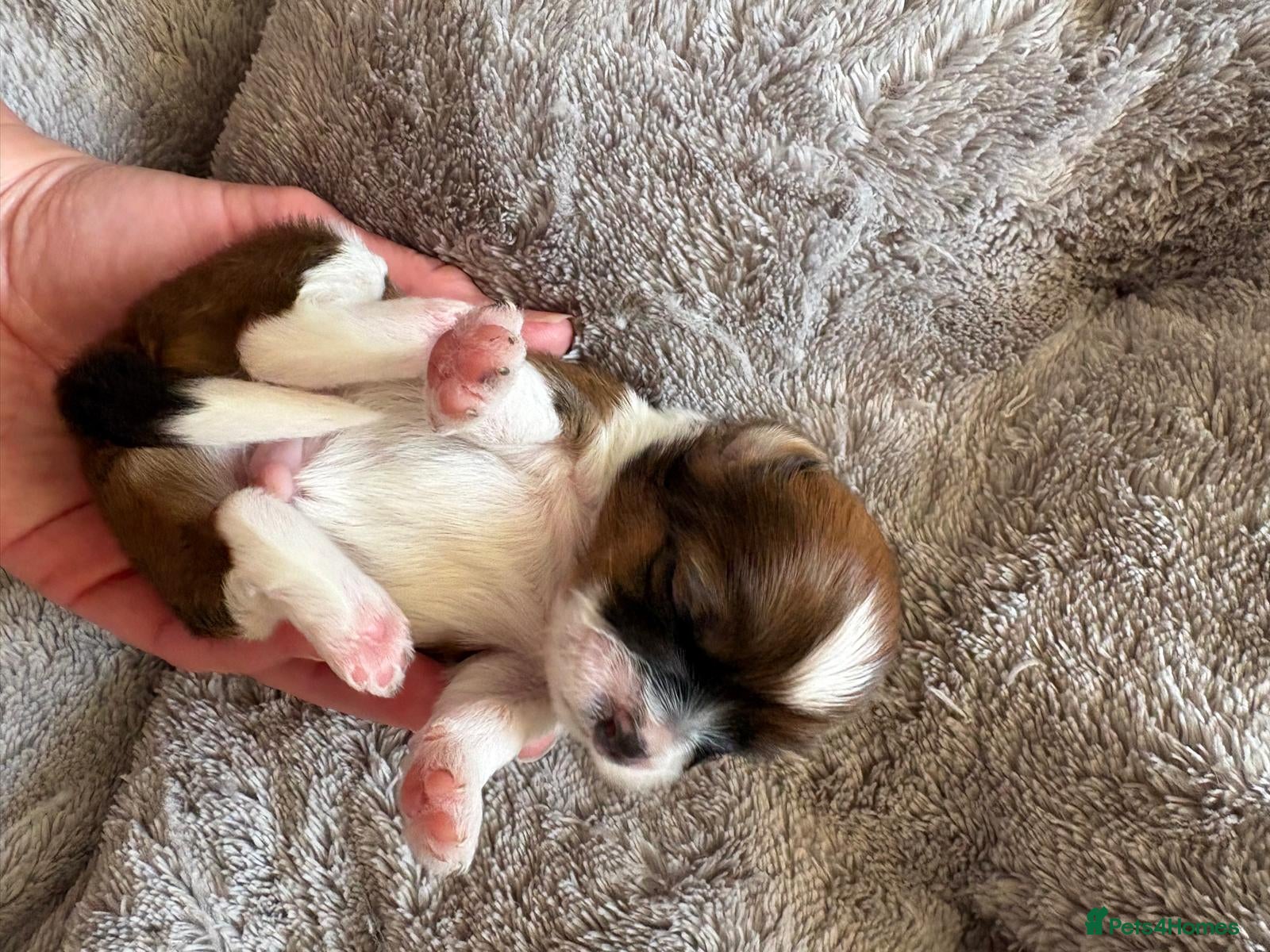Shih Tzu dogs for sale: Shih Tzu Puppies From Small Imperial-Type Mum - Advert 18
