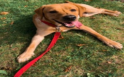 Labrador Retriever dogs for sale: Seb the lab - Image 9