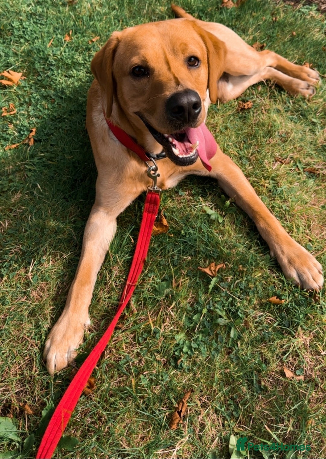 Labrador Retriever dogs for sale: Seb the lab - Image 9