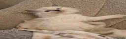 Ragdoll cats for sale: Health tested pure ragdoll  kittens  - Advert 12