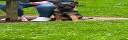 German Shepherd dogs for sale: German shepherd puppy female  - Advert 2