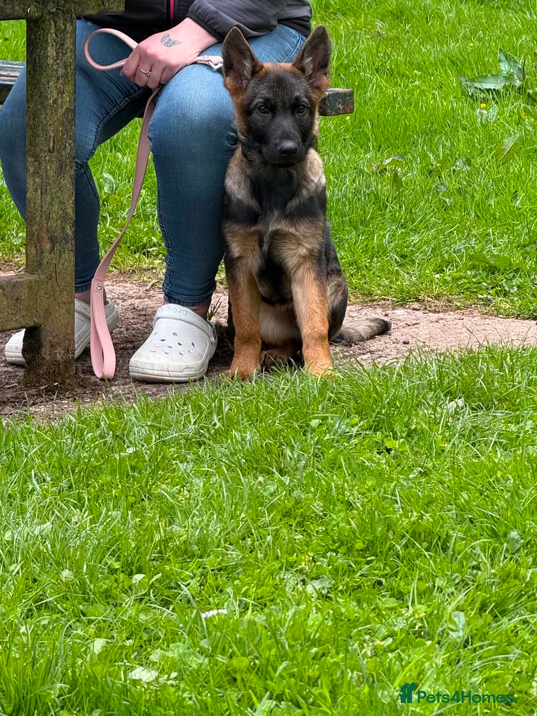 German Shepherd dogs for sale: German shepherd puppy female  - Advert 2