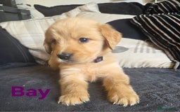 Goldador dogs for sale: Kitanas puppies  - Image 14