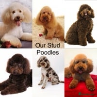 Poodle dogs 282 DNA Tests Professional Service Poodle Studs in Sandbach - Advert 13