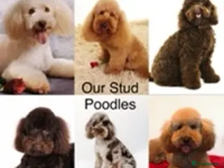 Poodle dogs 282 DNA Tests Professional Service Poodle Studs - Advert 3