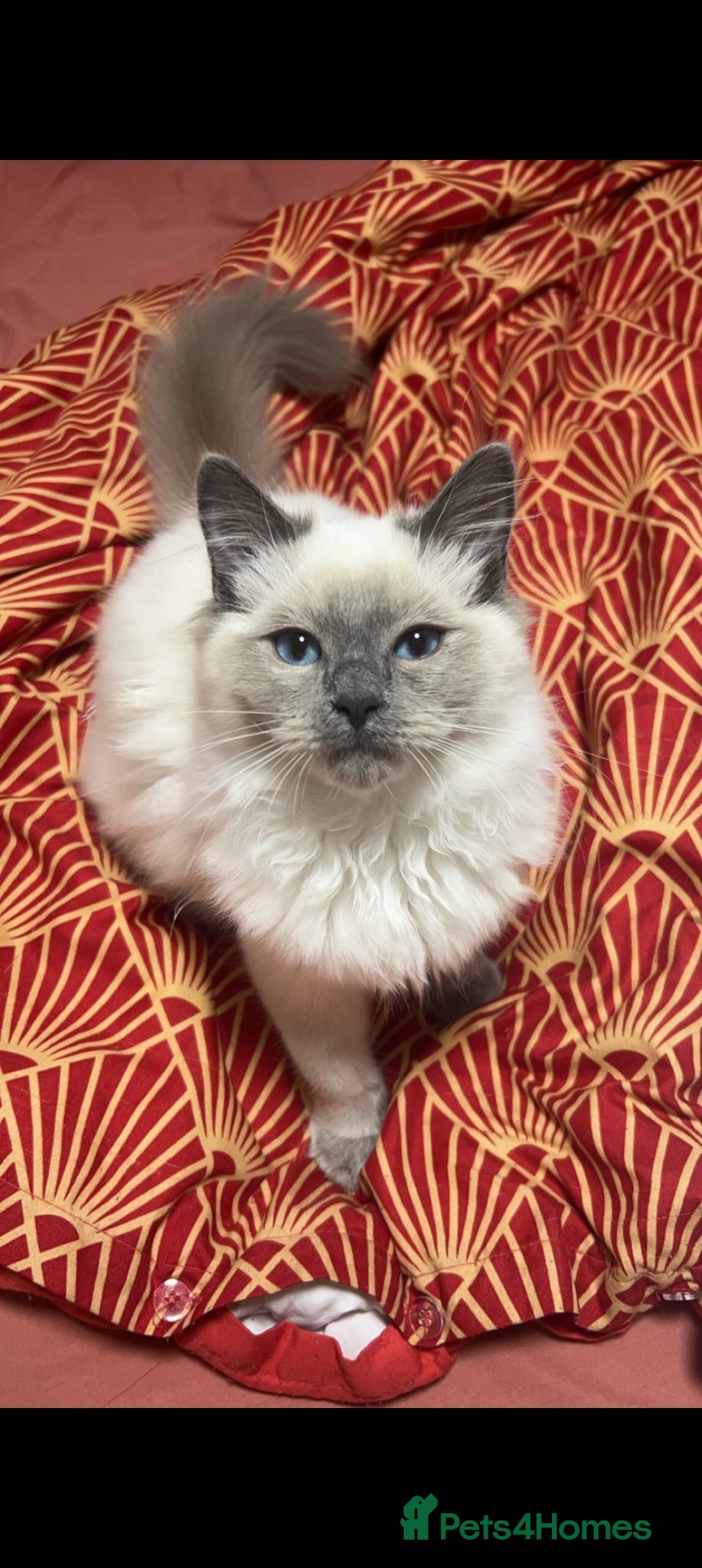 Ragdoll cats Ragdoll mix kittens for sale - Advert 1