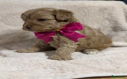 Shihpoo dogs for sale: Beautiful Shihpoo x Poodle Puppies - Image 2
