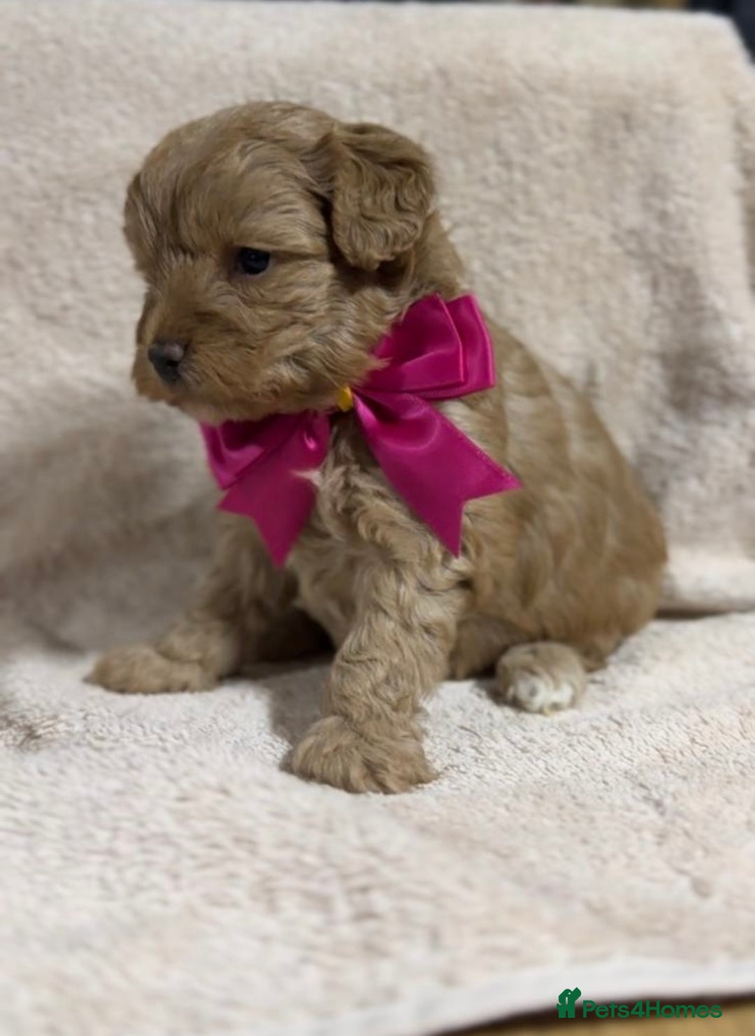 Shihpoo dogs for sale: Beautiful Shihpoo x Poodle Puppies - Image 2