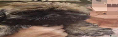 Cynthia