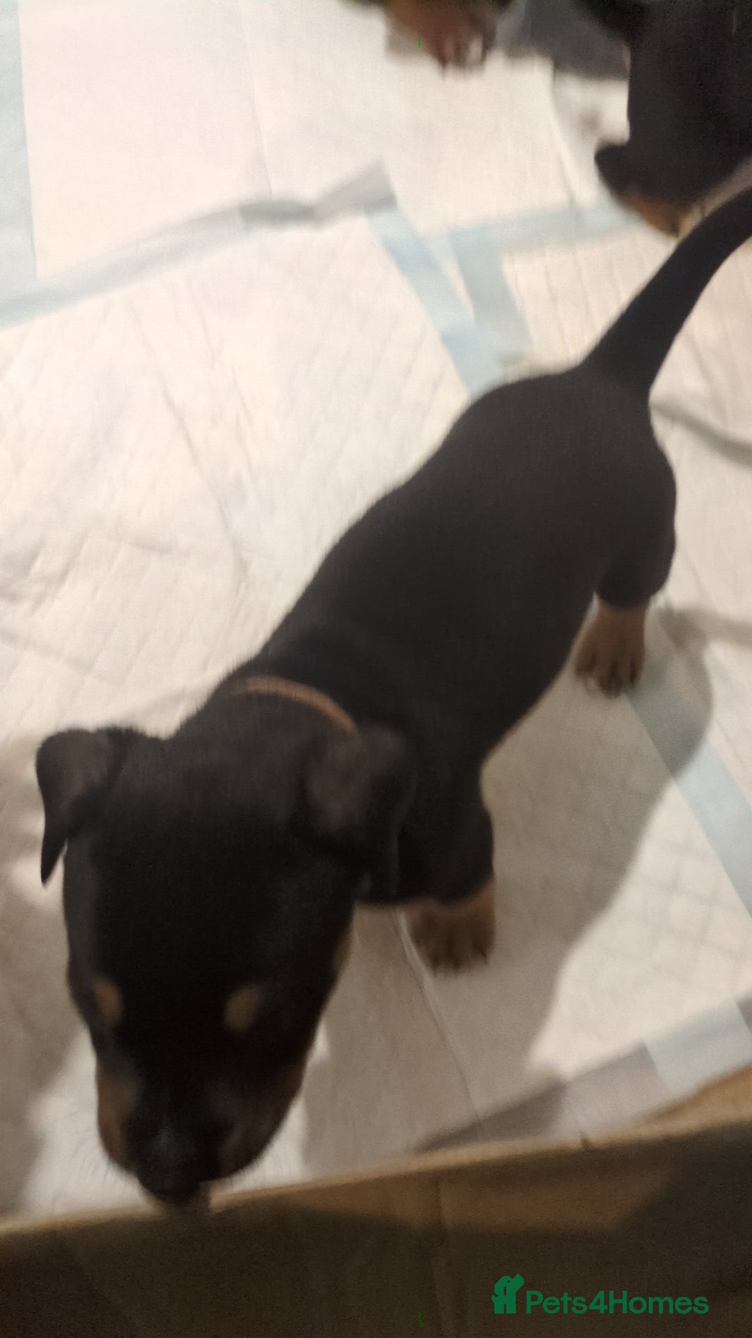 Mixed Breed dogs for sale: Puppies for sale  - Advert 6