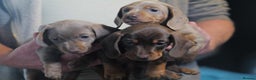 Miniature Dachshund dogs for sale: Adorable KC Registered Miniature Dachshund Puppies - Advert 11