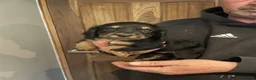 Cocker Spaniel dogs for sale: Kc reg working cocker spaniel  - Advert 9
