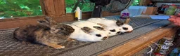 Mixed Breed rabbits for sale: Miniture papillon's & Standard Rex's - Advert 2