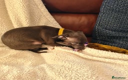 Italian Greyhound dogs for sale: Beautiful italian greyhound  - Image 4