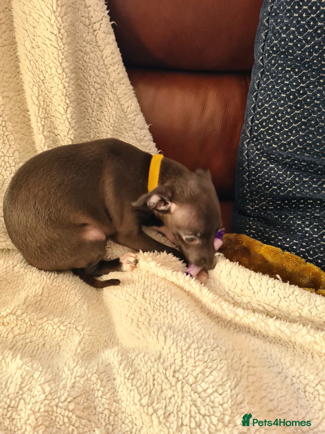 Italian Greyhound dogs for sale: Beautiful italian greyhound  - Image 4