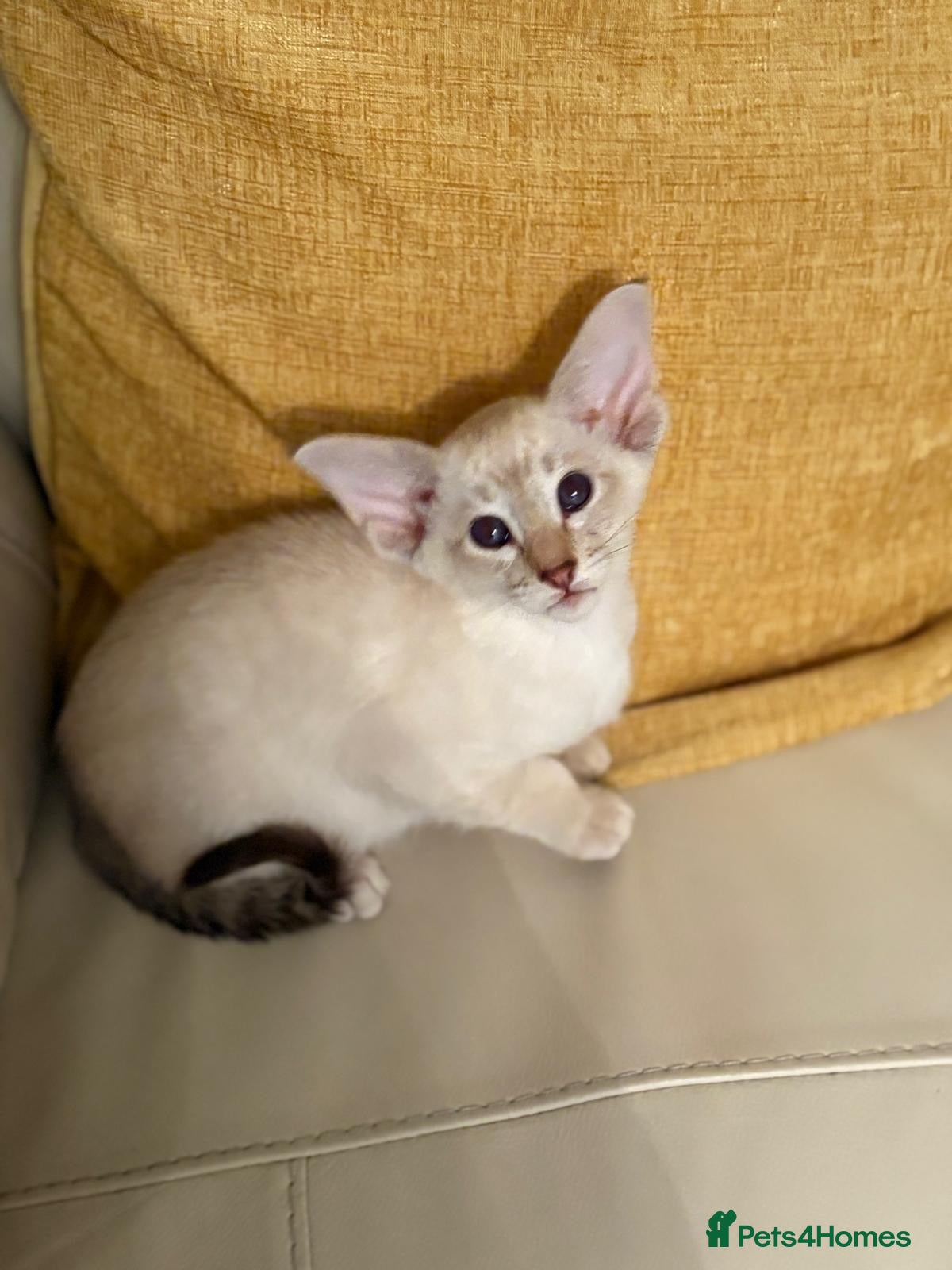 Oriental cats GCCF Oriental Kittens  - Advert 1