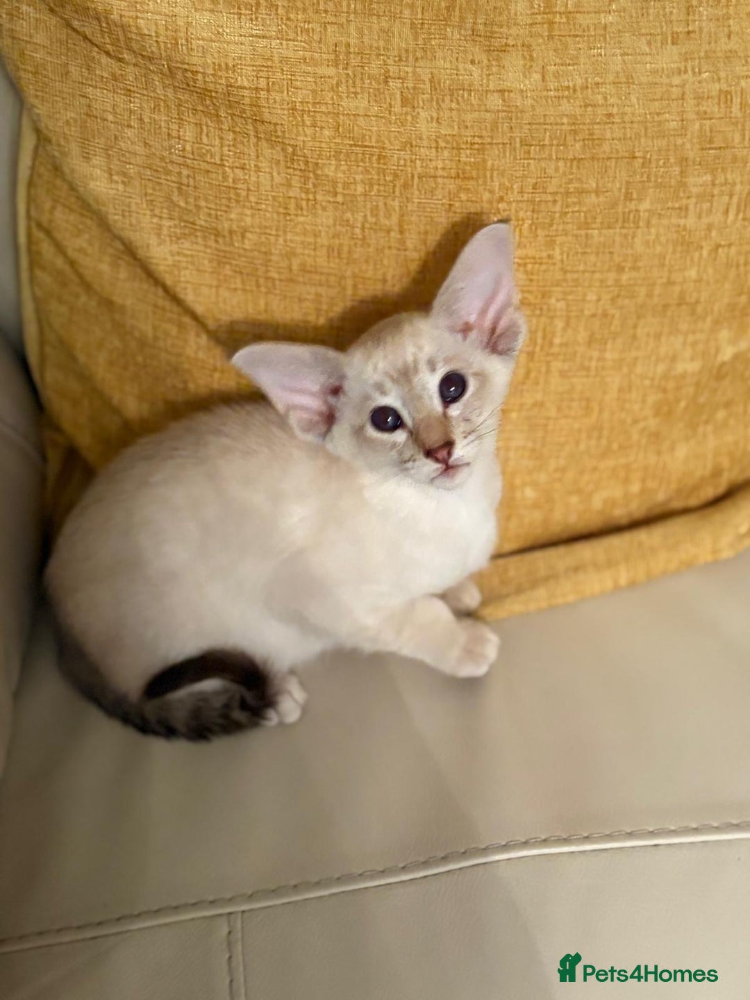 Oriental cats for sale: GCCF Oriental Kittens  - Advert 3