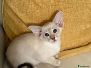 Oriental cats GCCF Oriental Kittens - Advert 1