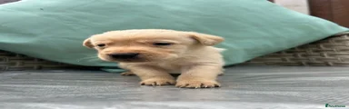 Labrador Retriever 8