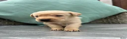 Labrador Retriever dogs for sale: Kc Labrador retriever  in Worcester - Advert 3