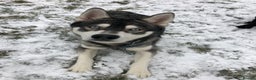 Siberian Husky dogs for stud:  Loki in Heywood - Advert 8