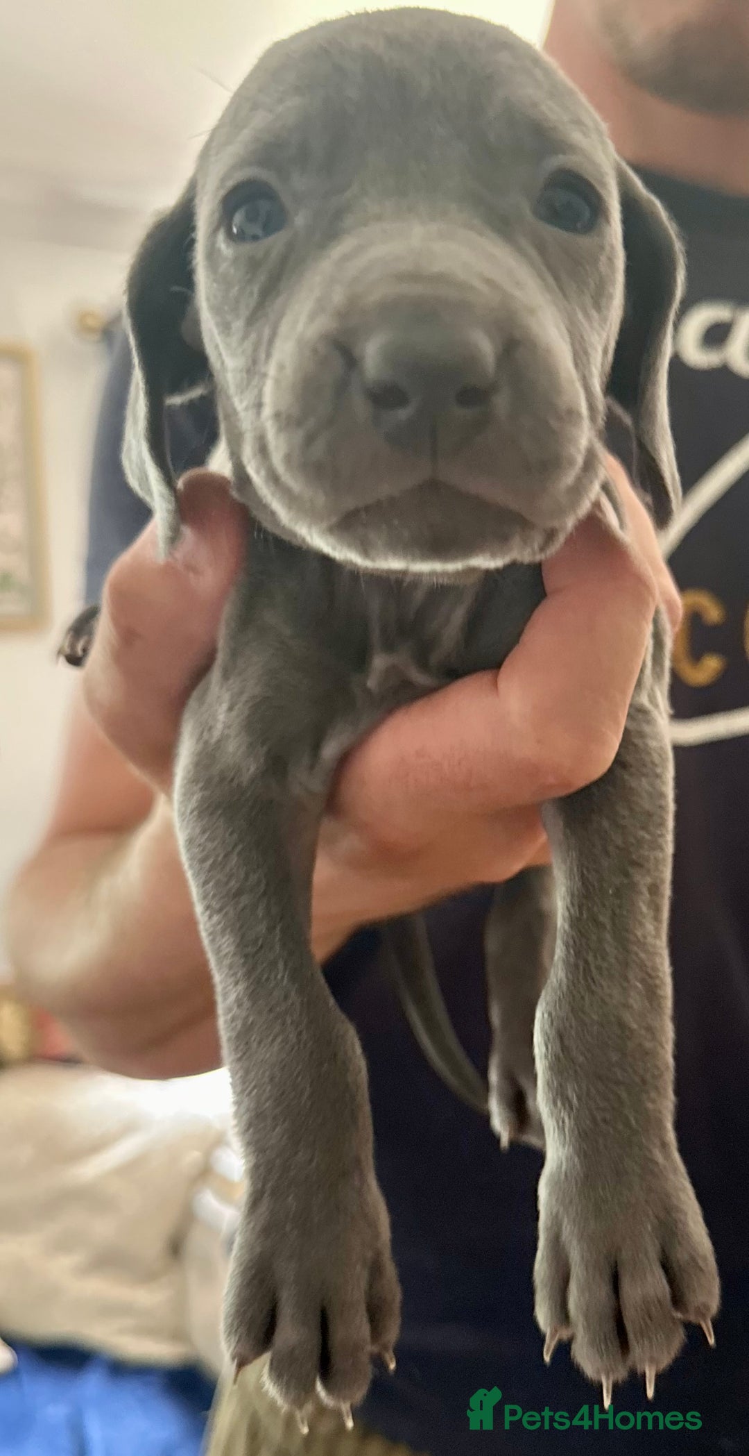 Weimaraner dogs for sale: (3 remaining!) 8 Stunning KC 🩷&💙 Weimaraner pups in Thetford - Image 9