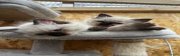 Ragdoll cats for sale: 3 Ragdoll kittens for sale - Advert 7