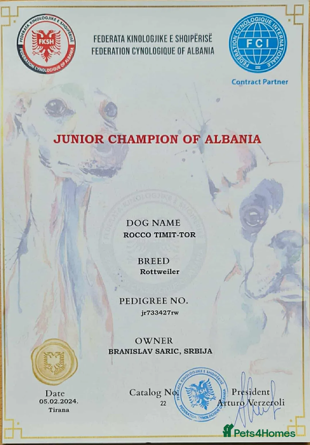 Rottweiler dogs for sale: Top quality kc pups for sale timitor X edelstein - Advert 31