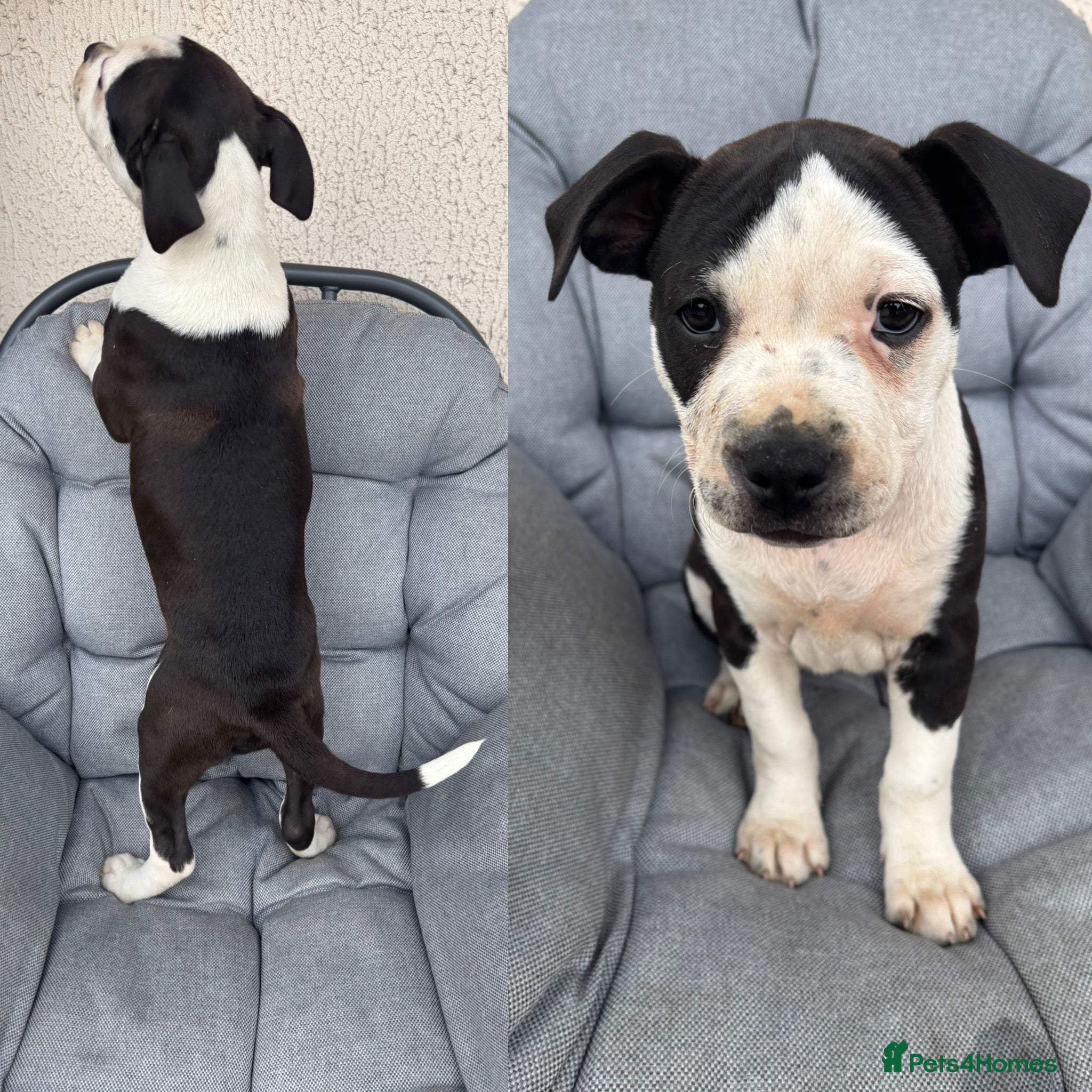 Mixed Breed dogs Old tyme bulldog x American bulldog  - Advert 9