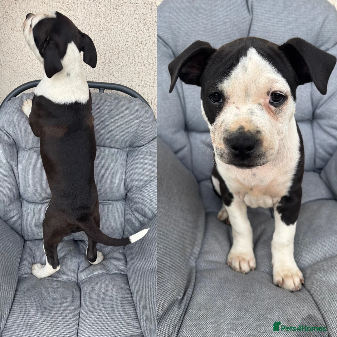 Mixed Breed dogs for sale: Old tyme bulldog x American bulldog  - Advert 2