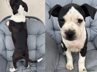 Mixed Breed dogs Old tyme bulldog x American bulldog - Advert 1