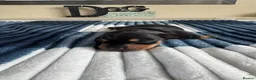 Dachshund dogs for sale: Miniature Dachshunds  in Bridgwater - Advert 3