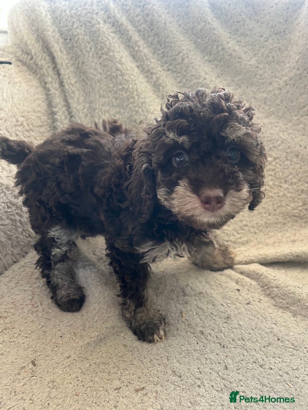 Toy Poodle dogs for sale: Toy poodle puppies - Advert 7