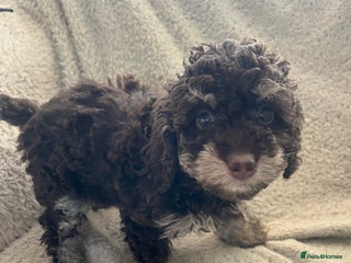 Toy Poodle dogs Toy poodle puppies - Advert 14