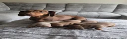 Miniature Dachshund dogs for sale: KC REGISTERED Minature dachshund puppies - Advert 4