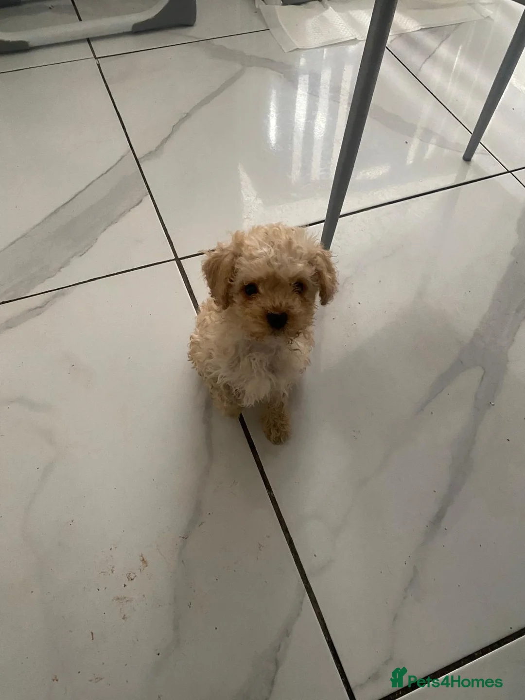 Maltipoo dogs for sale: Miniature maltipoo puppies - Advert 6