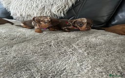 Miniature Dachshund dogs for sale: Miniature dash - Image 4