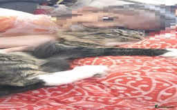 Mixed Breed cats for sale: Maine coon+BLR Cat - Image 11