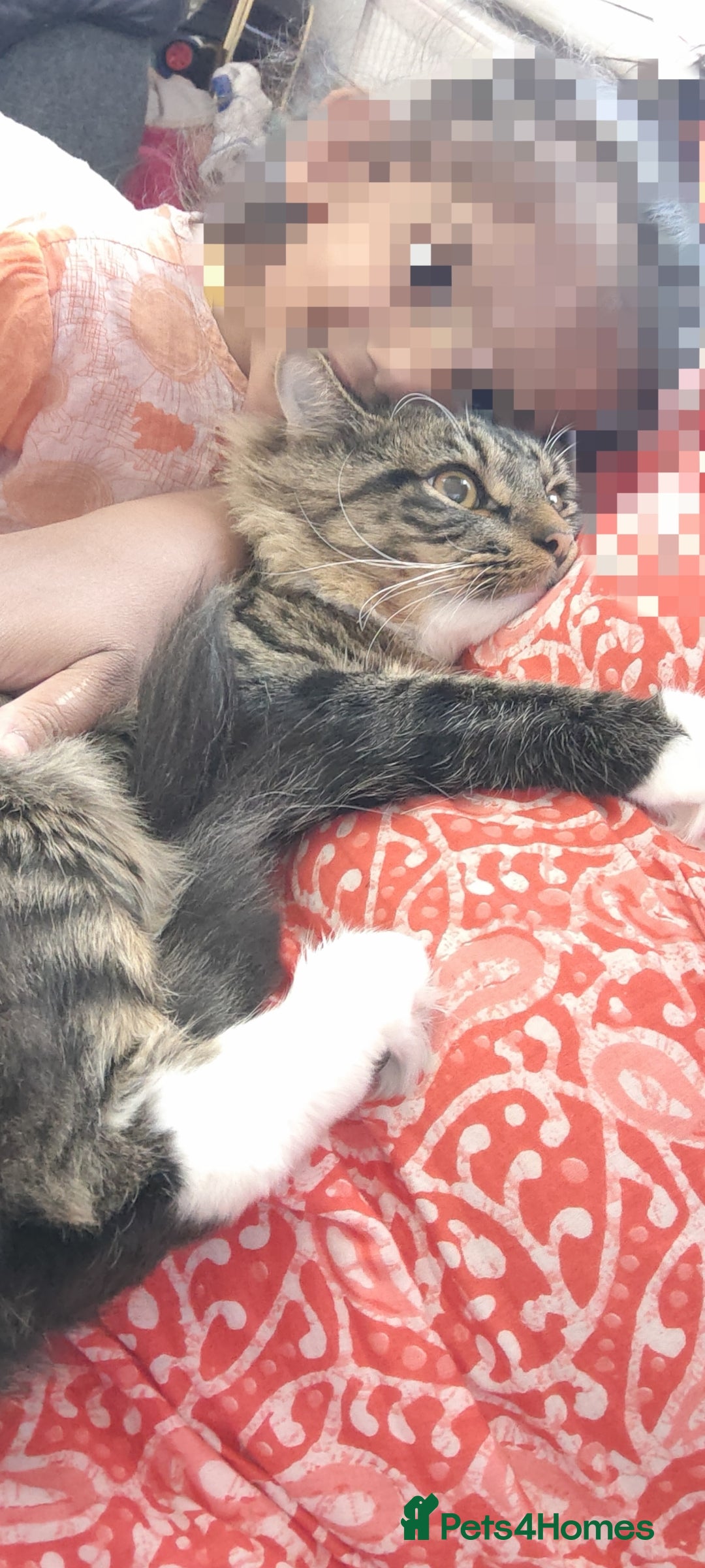 Mixed Breed cats for sale: Maine coon+BLR Cat - Image 11