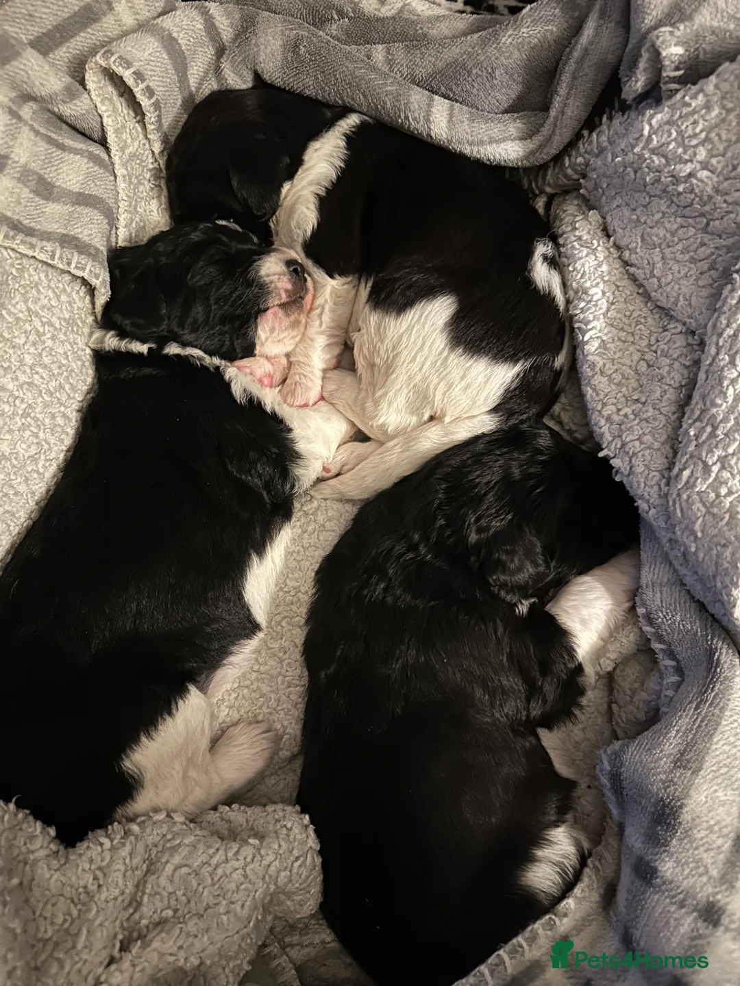 Mixed Breed dogs for sale: Parti bernedoodles - Advert 2