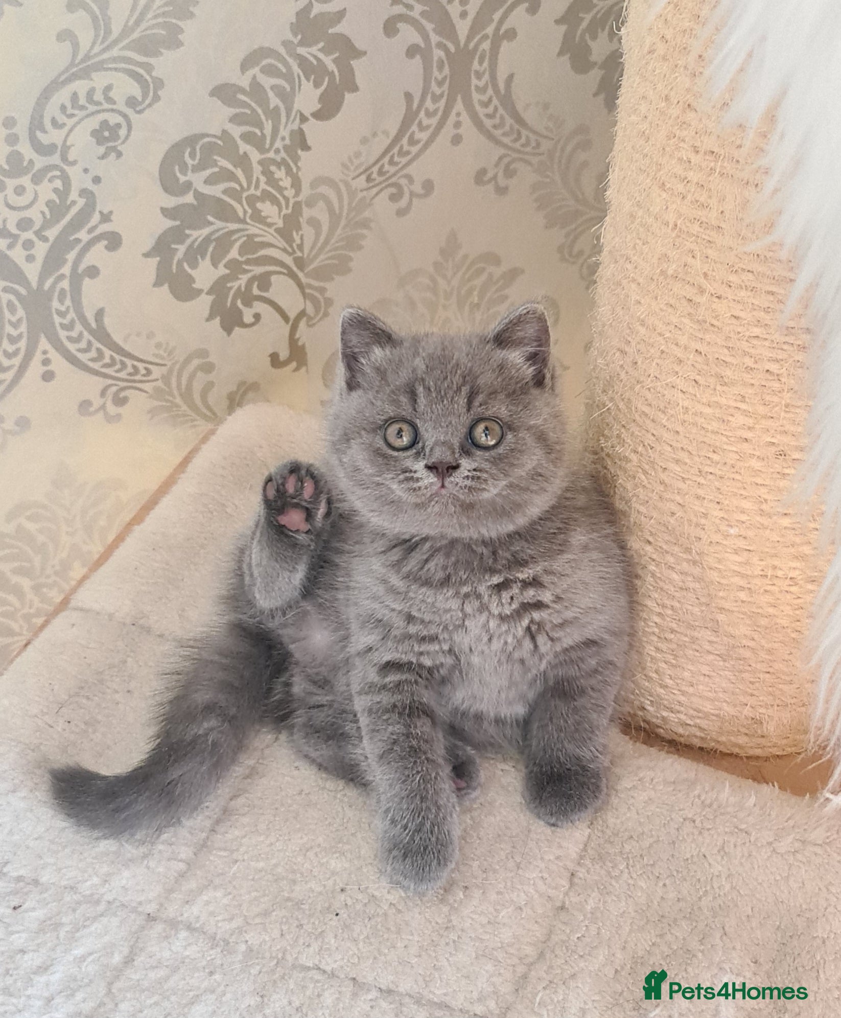British Shorthair cats 💝GCCF REGISTERED British ShortHair Kittens  - Advert 1