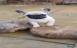 French Bulldog dogs for sale: Quality standard french bulldogs.  - Advert 7