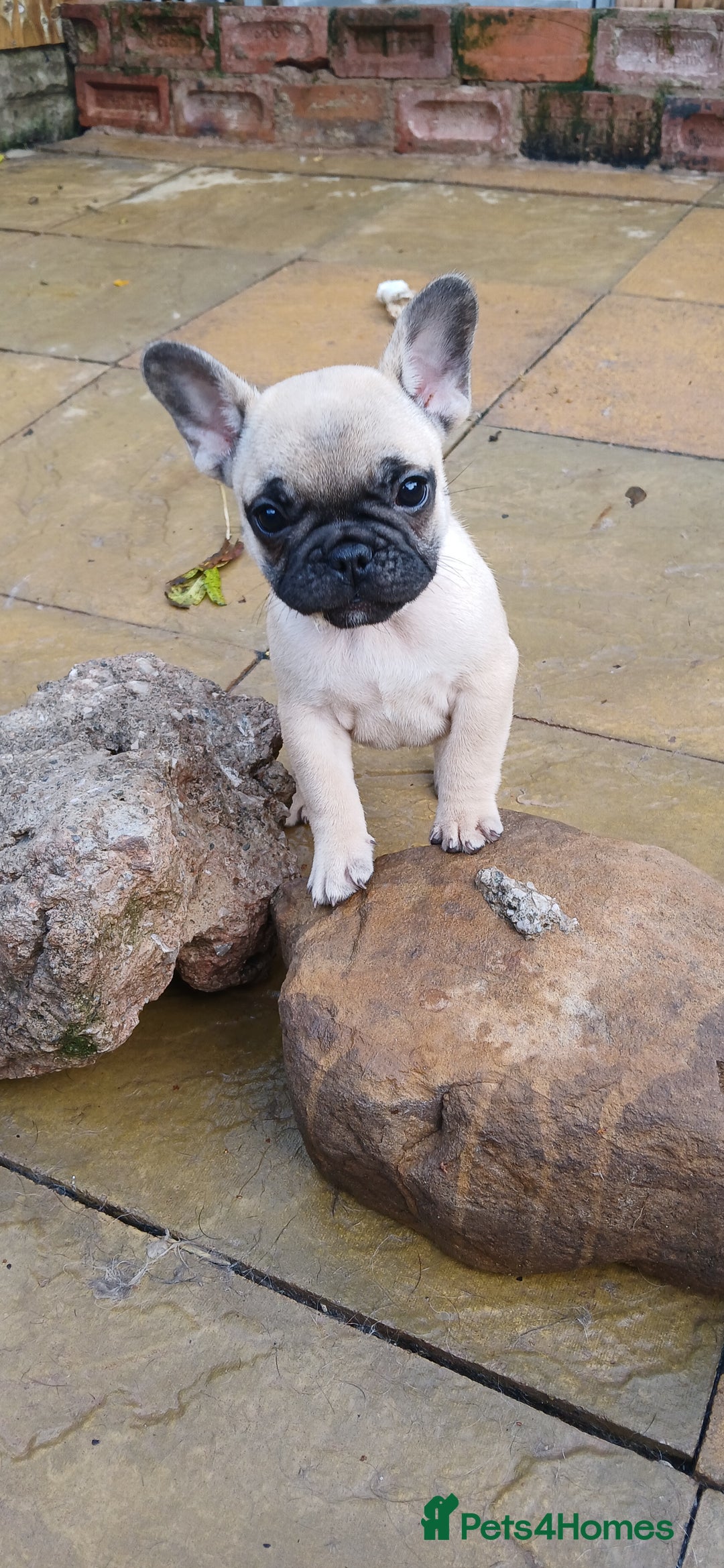 French Bulldog dogs for sale: Quality standard french bulldogs.  - Advert 7