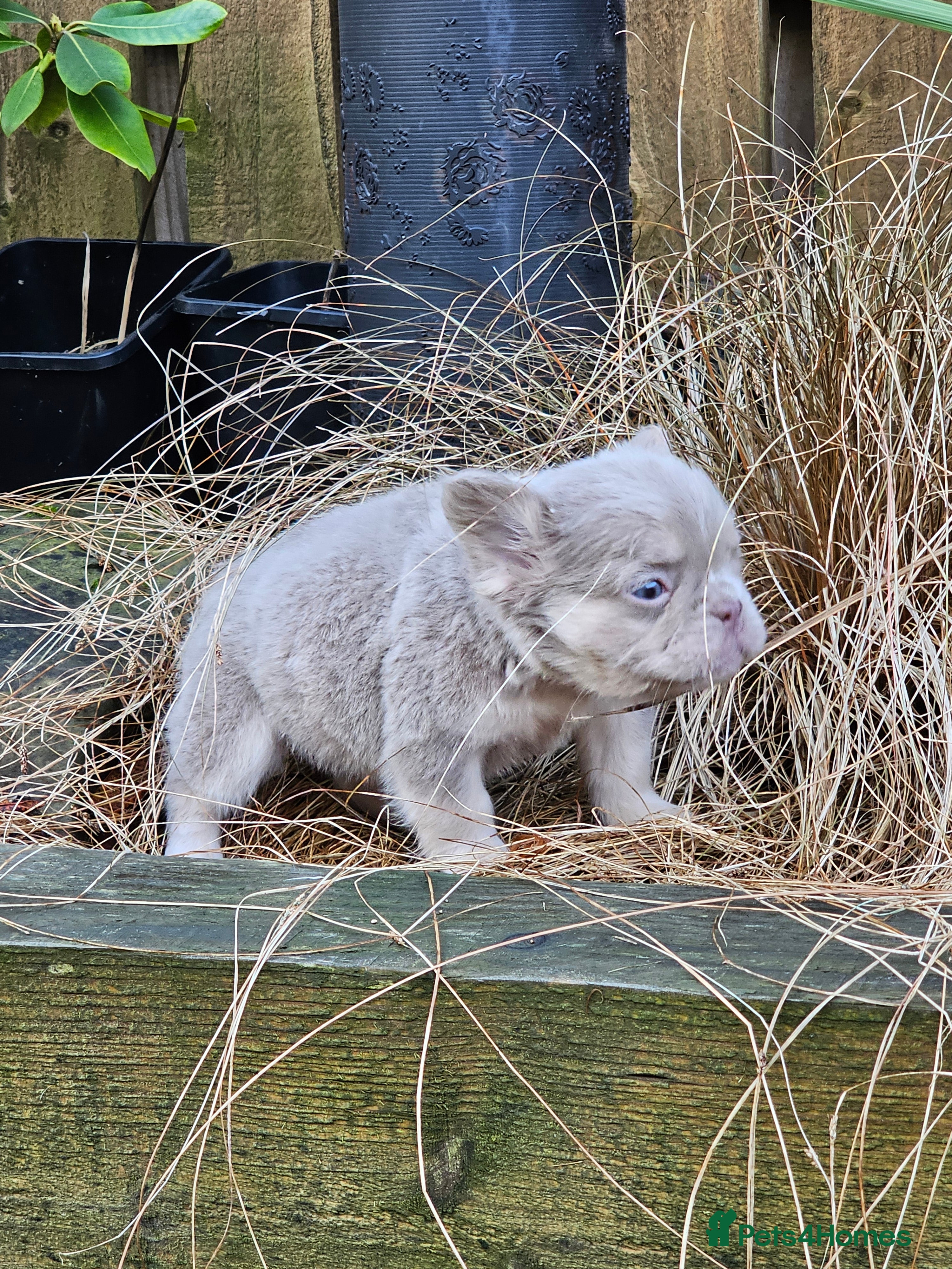 French Bulldog dogs French bulldog pups isabella and tan fluffy  - Advert 1