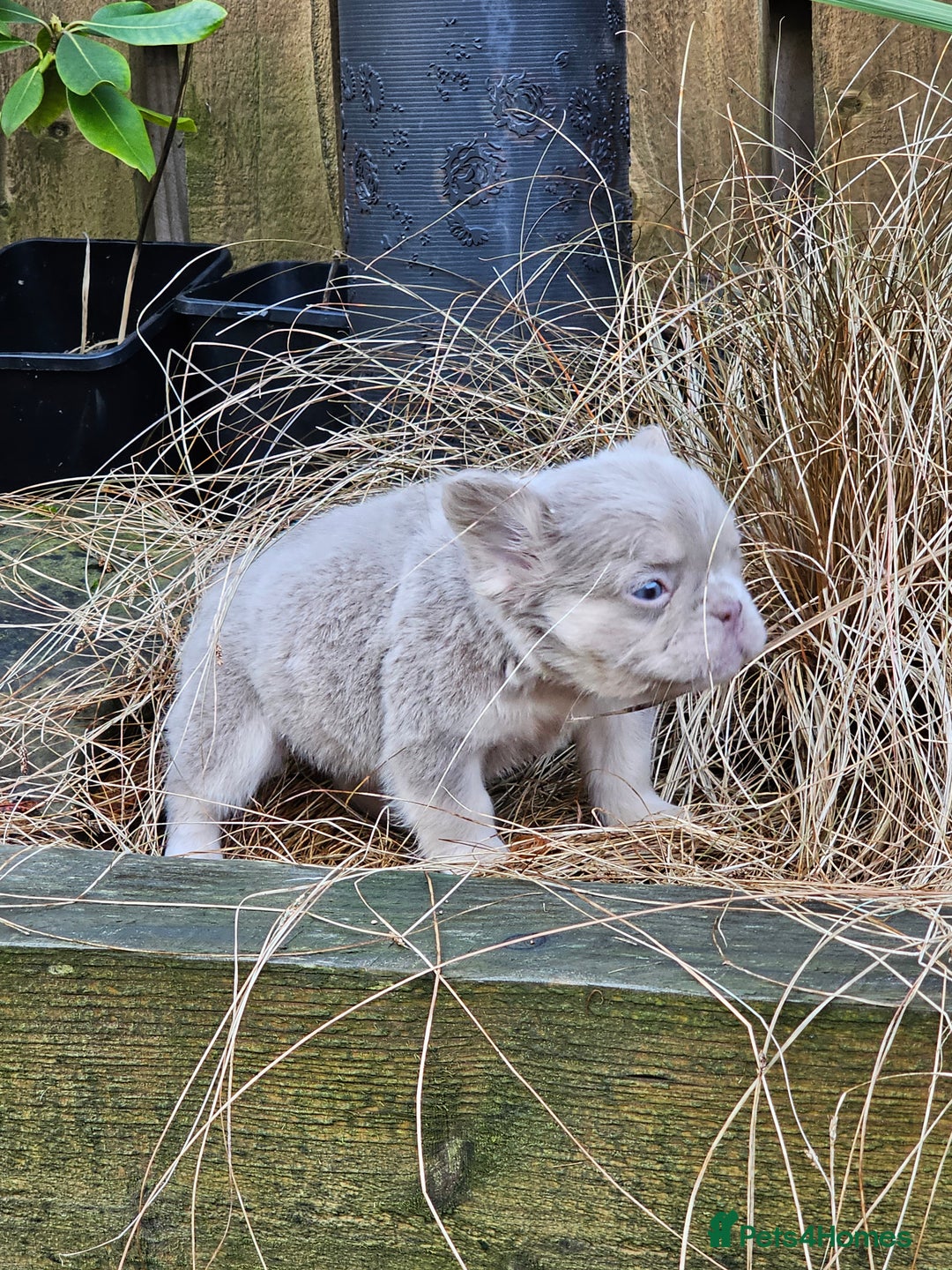 French Bulldog dogs for sale: French bulldog pups isabella and tan fluffy  - Advert 1