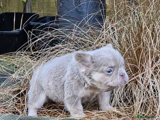 French Bulldog dogs French bulldog pups isabella and tan fluffy - Advert 3