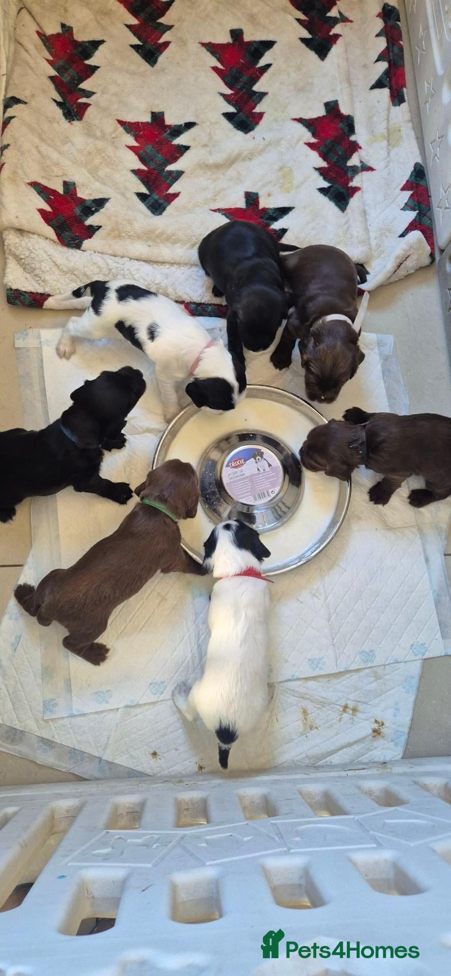 English Springer Spaniel dogs Springer Spaniel Puppies  - Advert 1