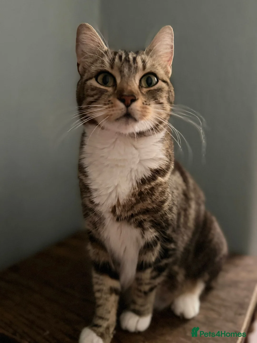 Mixed Breed cats for sale: Cats looking lovely home in Manchester - Advert 2